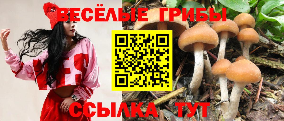 Псилоцибиновые грибы прущие грибы  где купить наркотик  Москва  Вход с VPN  Галлюциногенные грибы MAGIC MUSHROOMS 